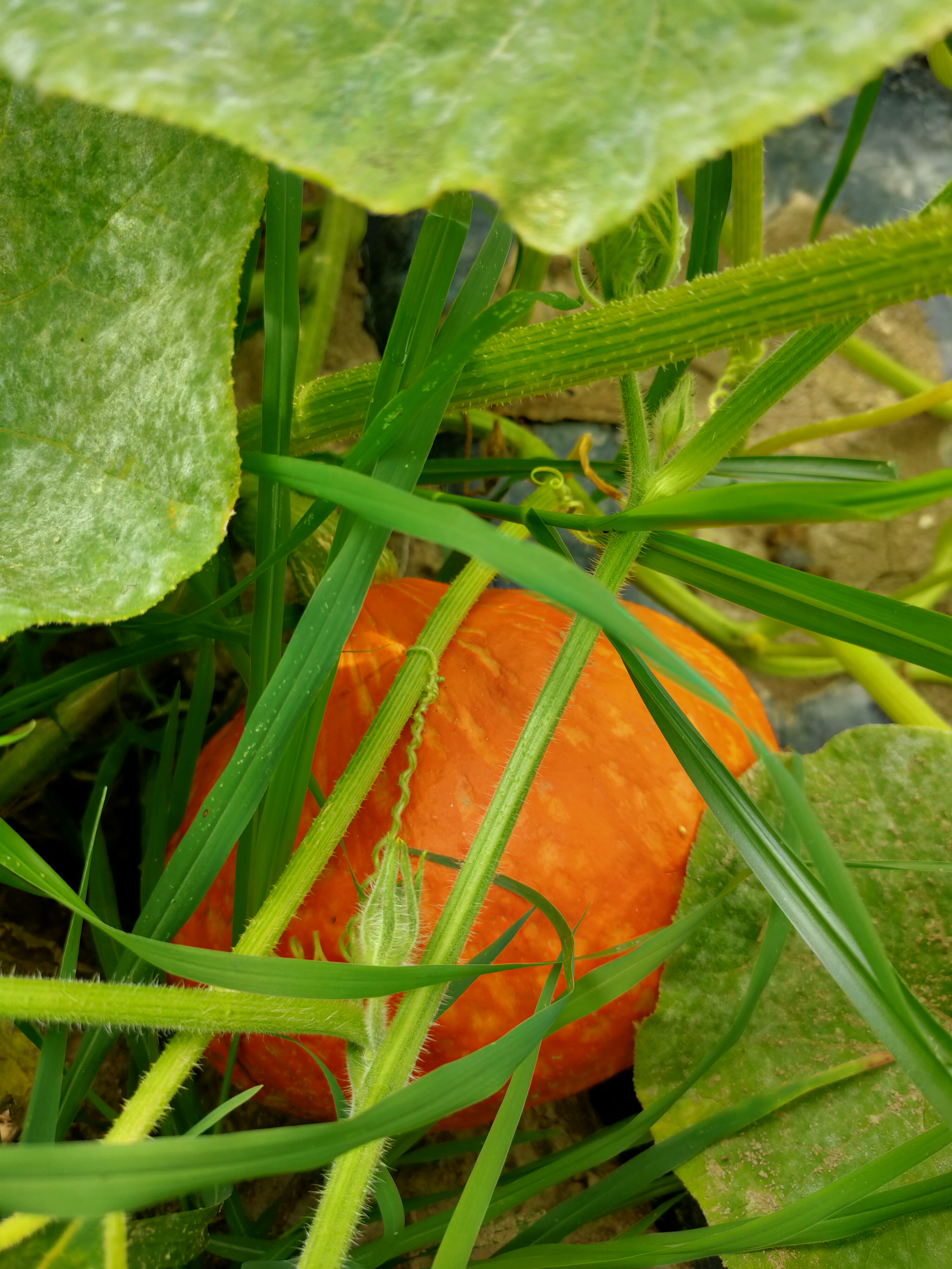 Zucca Hokkaido prima della raccolta